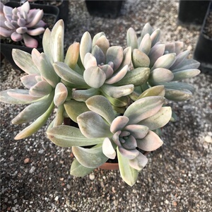 冬美人锦群生老桩出锦多肉植物室内盆栽花卉绿植桌面电脑防辐射.