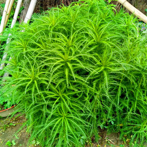 蓍草一支蒿飞天蜈蚣庭院楼顶阳台窗台提神养生泡茶泡酒中药材盆栽