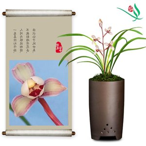 日本fh建兰兰花荷花仙子四季浓香花卉盆景盆栽土带草植物花苞名贵