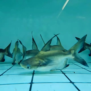 观赏鱼活体冷水鱼肉食