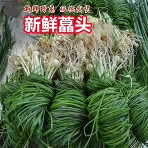 野葱四川特产新鲜野生小苦蒜薤白野菜苦藠头农家野蒜山蒜团葱蔬菜