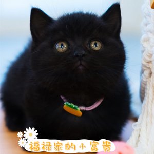 纯黑英短猫小黑猫纯种幼崽活体短毛矮脚小黑球猫纯黑猫咪家养宠物