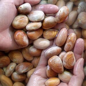 现货2件包邮新鲜菠萝蜜核大树菠萝蜜果核仁籽新鲜水果核菠萝蜜籽