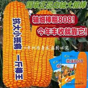 壮玉808高产大棒杂交玉米种子高产云南正大808玉米种子包谷种子