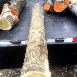 岩桑柘桑黄桑木长弓m弩料原木带皮无结直纹英格兰长弓训弓木条木