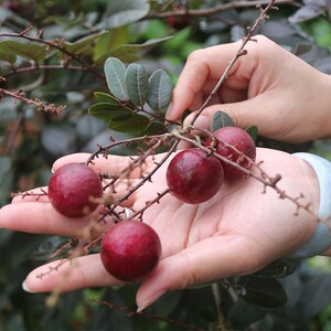 红皮龙眼苗嫁接石硖储良桂圆一年四季带土果苗矮化盆栽庭院新品种