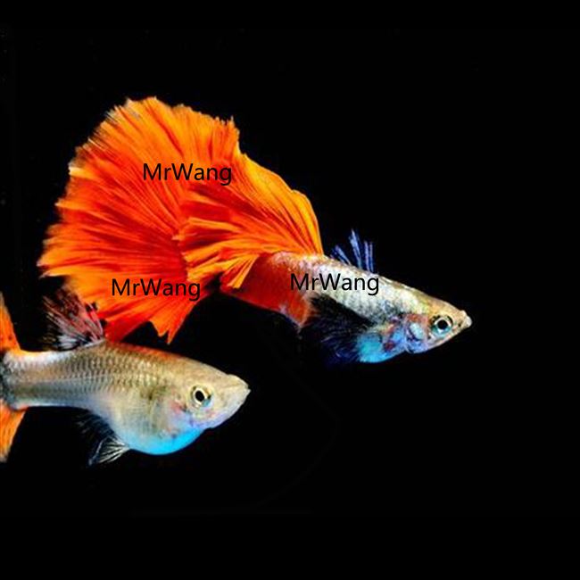 泰国进口白金红尾大耳朵精品孔雀鱼观赏热带鱼观背孔雀鱼满鳞银背