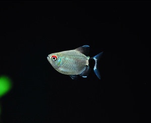 银屏灯热带鱼观赏鱼活体小型灯科鱼灯笼鱼群游淡水宠物鱼头尾灯球