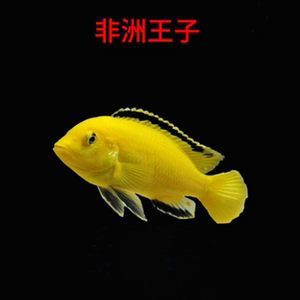 非洲凤凰鱼慈鲷