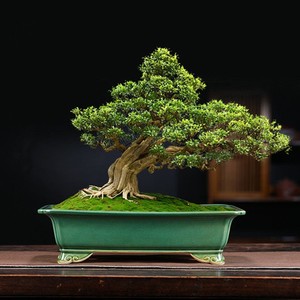 紫砂盆景盆特大长方盆四方马槽多肉绿植青瓷釉冰裂纹兽头浅口