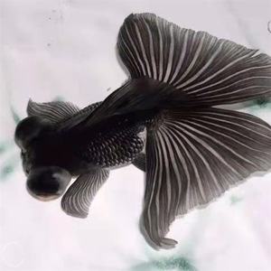 金鱼活体观赏鱼活体小金鱼冷水鱼黑龙睛红龙睛金鱼苗小中大型金鱼