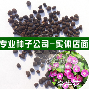 花卉种子绿化苗木种子 爬藤植物种子大牵牛花种子 喇叭花种子