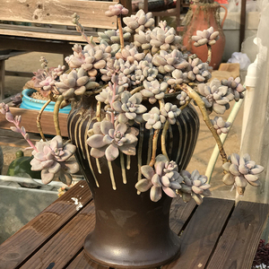 一物一拍艾伦老桩悬崖桩t多肉植物群生绿色阳台花卉绿植肉肉盆栽