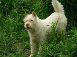 纯种下司犬活体出售短毛下司幼犬中毛长毛虎头大体猎犬.