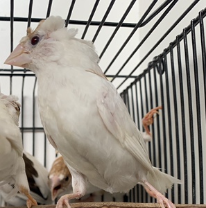 十姐妹保姆鸟放生鸟宠物鸟活体观赏鸟黑白花驼色白色