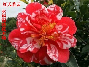 红天香云红屋积香重瓣四季杜鹃红山茶花系列新品种开花不断茶花.