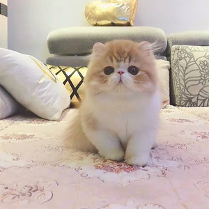 猫咪活物加菲猫布偶猫宠物猫加菲猫幼崽英短蓝猫幼猫虎斑猫银渐层