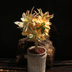 灿烂法师老桩精美状态多肉植物云南开挂区直发新手好养盆栽.