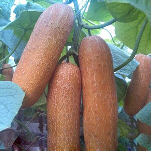 大型老黄瓜种子麻皮老黄瓜种籽四季春季夏秋冬季田园农家蔬菜种孑