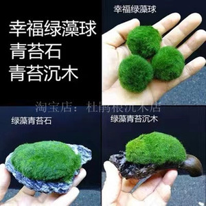绿藻球散装绿藻球海藻球水草缸新手装饰造景微景缸摆设创意水景观