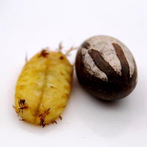 东北特产野生21新鲜刺蛾洋辣子杨拉罐坦克虫粒大饱满250g半斤包邮