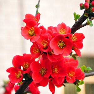 红千鸟海棠盆景图片图片