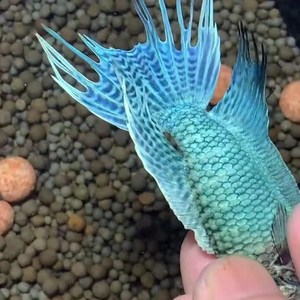 中国斗鱼蓝蛇无纹蓝观赏鱼冷水鱼好养耐活包活包邮包健康