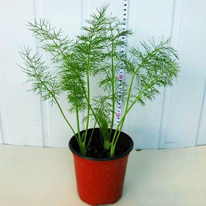 小茴香苗农家庭院阳台窗台楼顶蔬菜调味品增香料中草药材植物盆栽