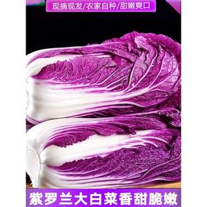 紫白菜新鲜蔬菜5斤生吃沙拉凉拌酒店饭店用花青素紫色皮大白菜