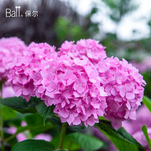ball/保尔园艺无尽夏腔调蒂亚娜绣球花盆栽庭院花园易爆盆可调色