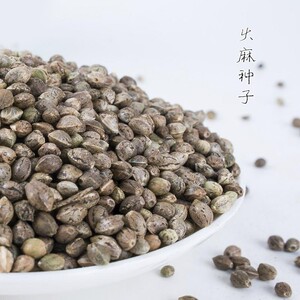 线麻种子原生态老品种火麻子火麻籽汉麻种子小麻子种子未去壳500g