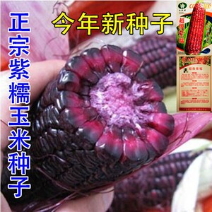 臻硕姐妹淘宝彩色饺子粉七彩果蔬粉玉米面饺子粉食用紫薯菠菜南瓜粉