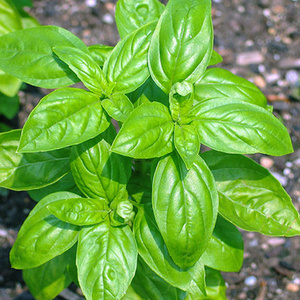 台湾九层塔种籽大叶罗勒叶紫色可食用野菜特菜种子调料特色菜种孑