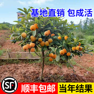 枇杷苗树嫁接无核大五星枇杷树苗白沙枇杷南北方庭院种植当年结果