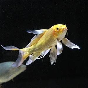 【家养大金鱼观赏鱼】家养大金鱼观赏鱼品牌,价格 - 阿里巴巴