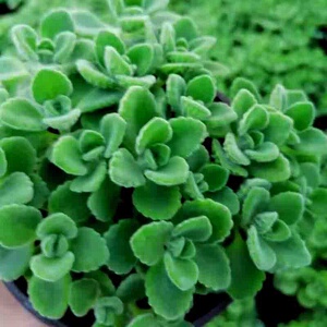 22碰碰香花小盆栽一t抹香喷喷香室内多肉植物观叶阳台花卉a.