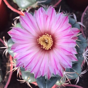 22花田舍 巨象仙人球一物一拍b 大颗开花嫁接多肉植物室内防辐射