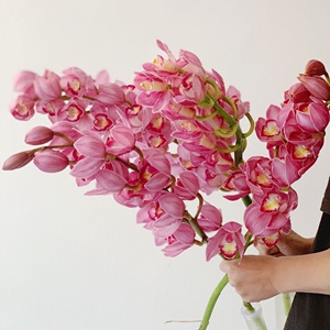 大花蕙兰鲜花云南直发直批基地昆明斗南切花花卉真花水养插花家用