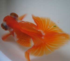 高档如皋蝶尾/3龄精品蝶尾 精品红白蝶尾观赏鱼金鱼 蝶尾