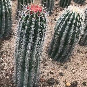 武伦柱仙人柱幸福柱仙人掌超大仙人柱沙漠沙生景观植物盆栽花卉