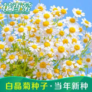 白雏菊种子