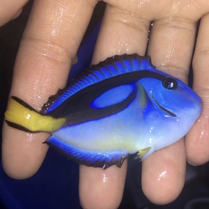 东非黄肚蓝吊 海水鱼观赏鱼黄金吊活体珊瑚小丑鱼