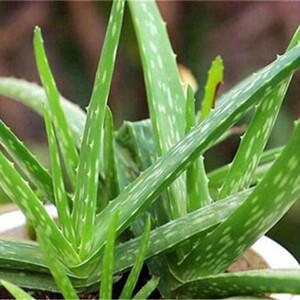 中华芦荟苗 中国芦荟 食用芦荟 盆栽 多肉植物