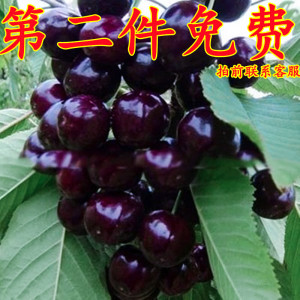 美国车厘子树苗