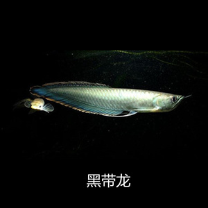 22红眼白子黄化银龙非洲黑龙黑带银龙鱼活体观赏热e带鱼混养龙鱼