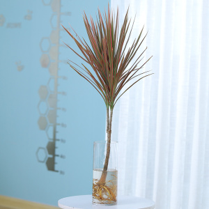 22水培植物七彩铁千年木室内盆栽办公室客厅吸甲r醛马尾龙血树大