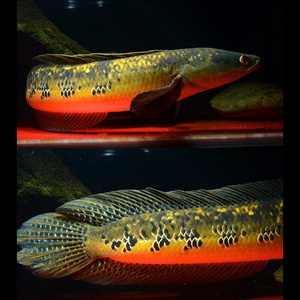 22雷龙鱼 仙塔兰姆红帝王雷龙鱼 中伽里曼丹红帝王黑魔神雷x龙大
