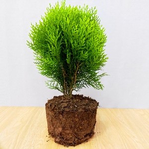 00gezengzhen1989612淘宝半夏森林黄金侧柏鲜切枝母亲鲜花水培进口