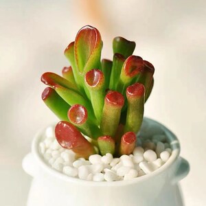 吸财树多肉植物聚财筒叶花月多年老桩超大颗马蹄红办公室花卉盆栽