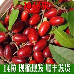 神秘果干果